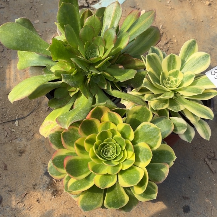 3颗多肉法师3909