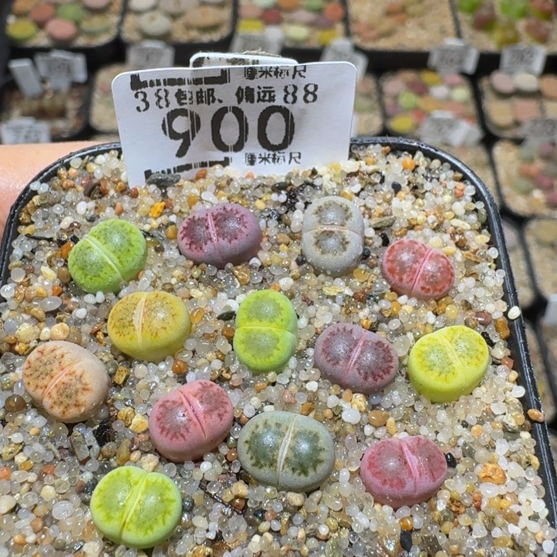 Sssss精品生石花900