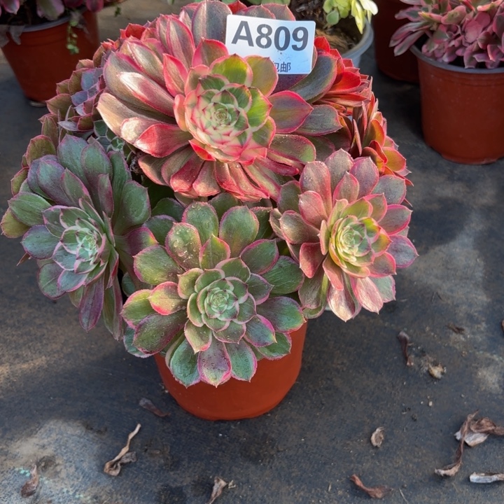 瑞妈，。。。。809。莲花座，