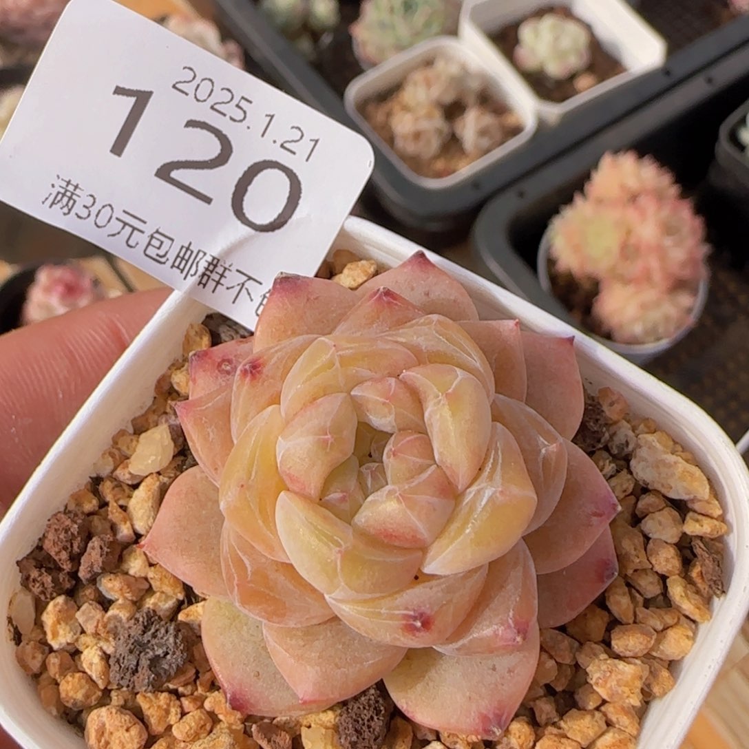 黛玉单头一颗脱土发货