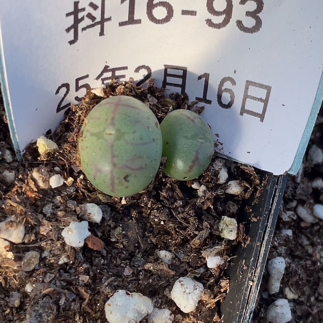 16-93将杂多肉植物