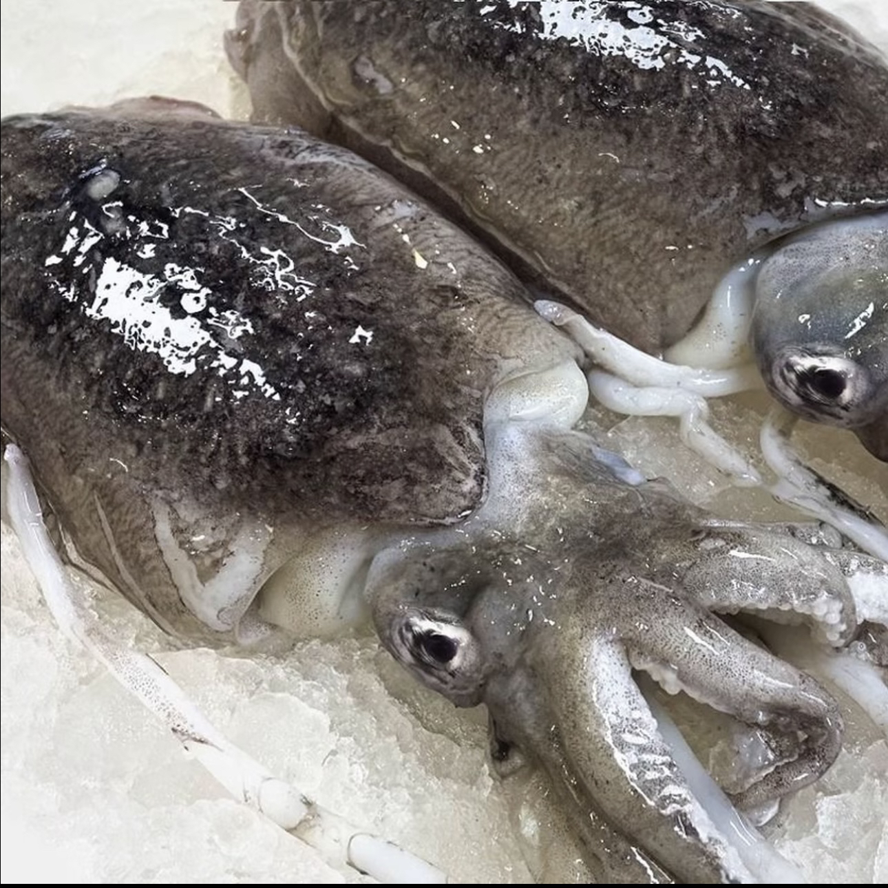 【浅海墨鱼】惠来靖海本港浅海小排船墨鱼【5盒】速冻锁鲜肉质紧美味