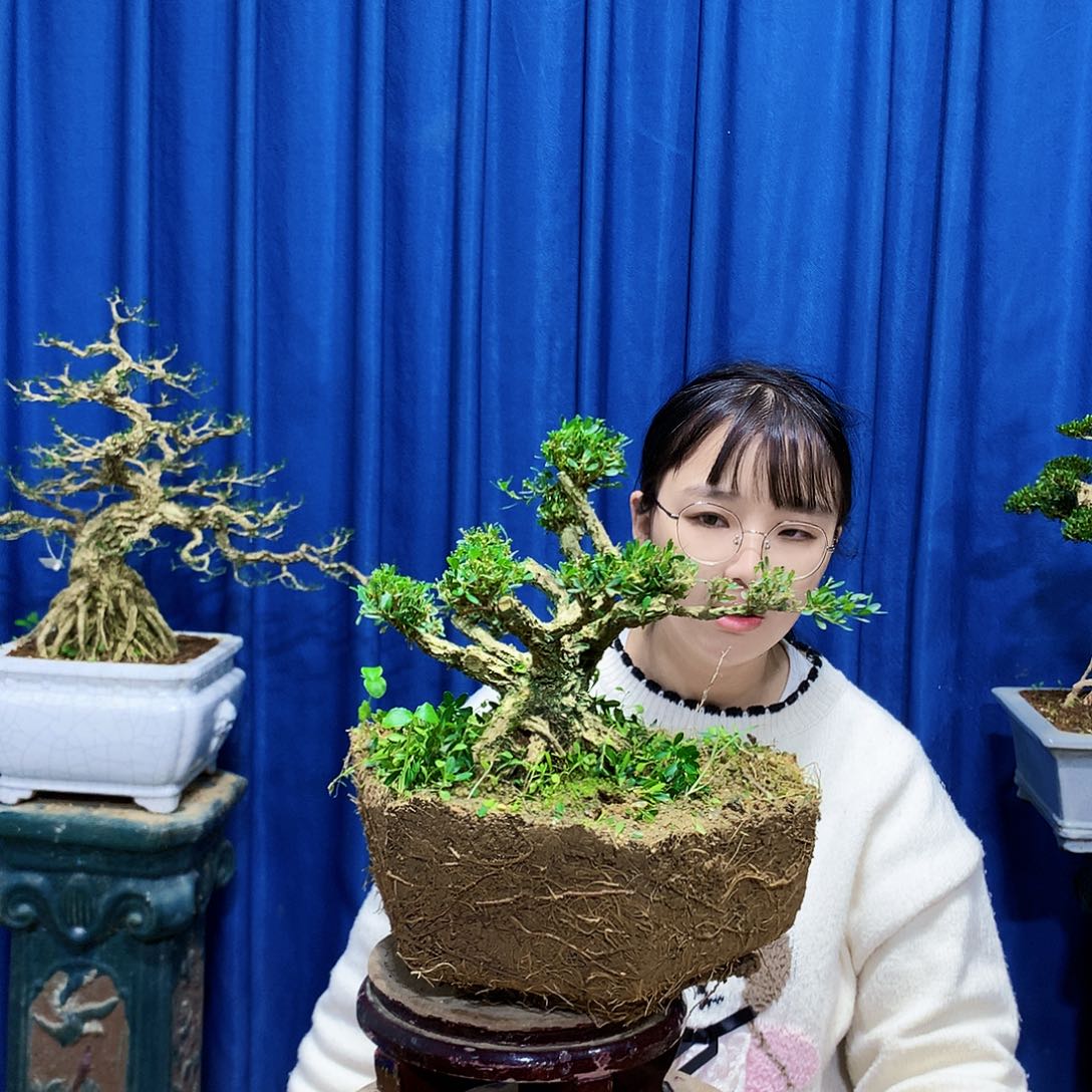 全部花朵黄杨盆景一物一拍