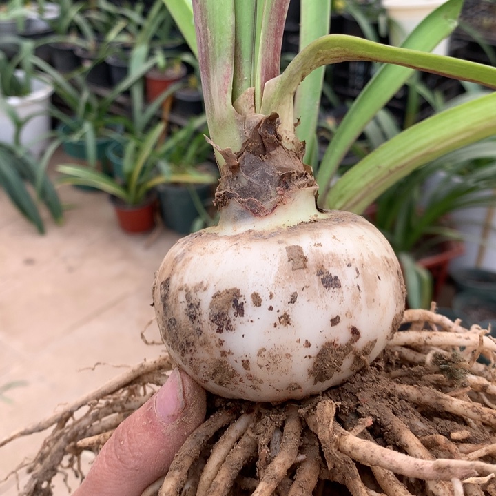 无花朵斯佳丽6+5cm双胞胎
