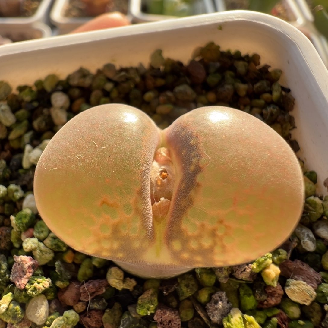 无花朵实生风铃玉23