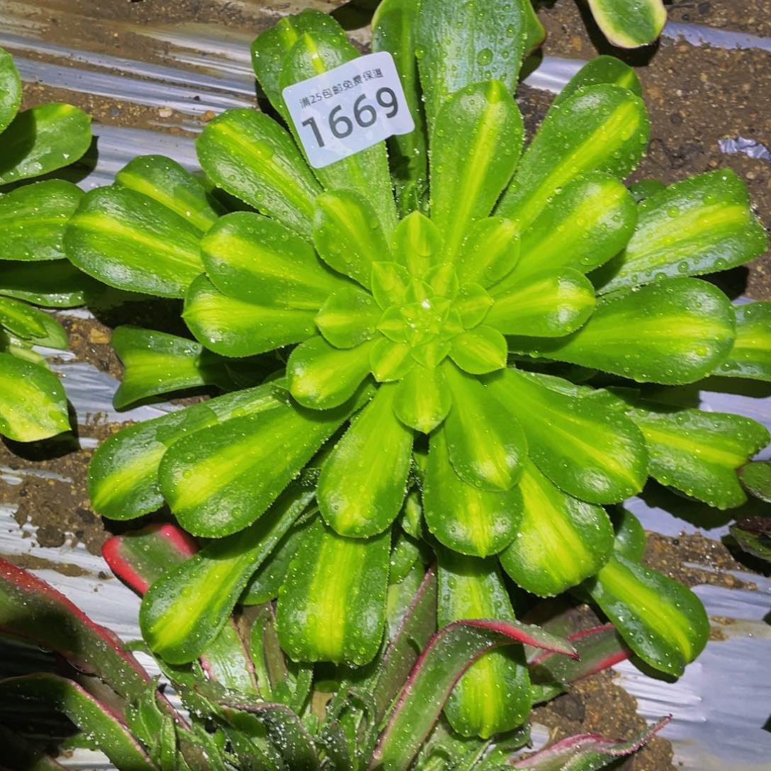 2669翡翠琉璃多肉植物