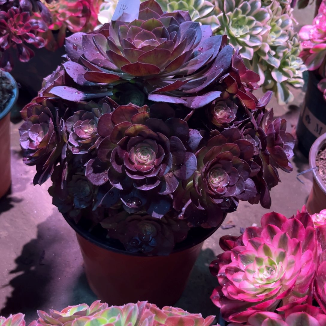 多肉植物黑美人014