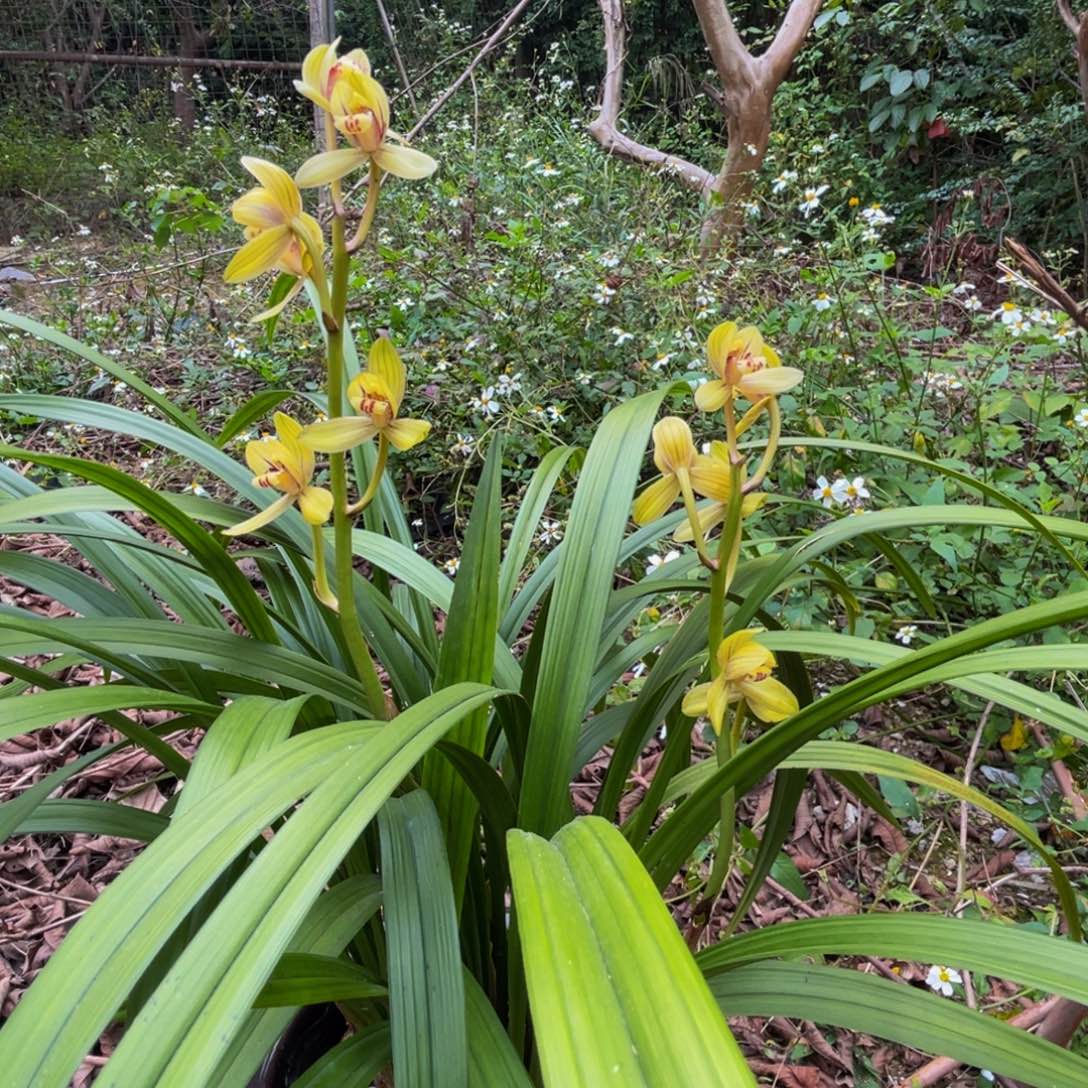 全部花苞新品兰花兰花新品