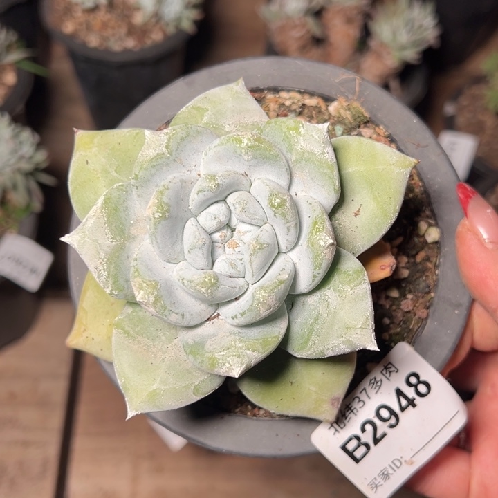 2948哈哈哈哈哈哈哈哈哈