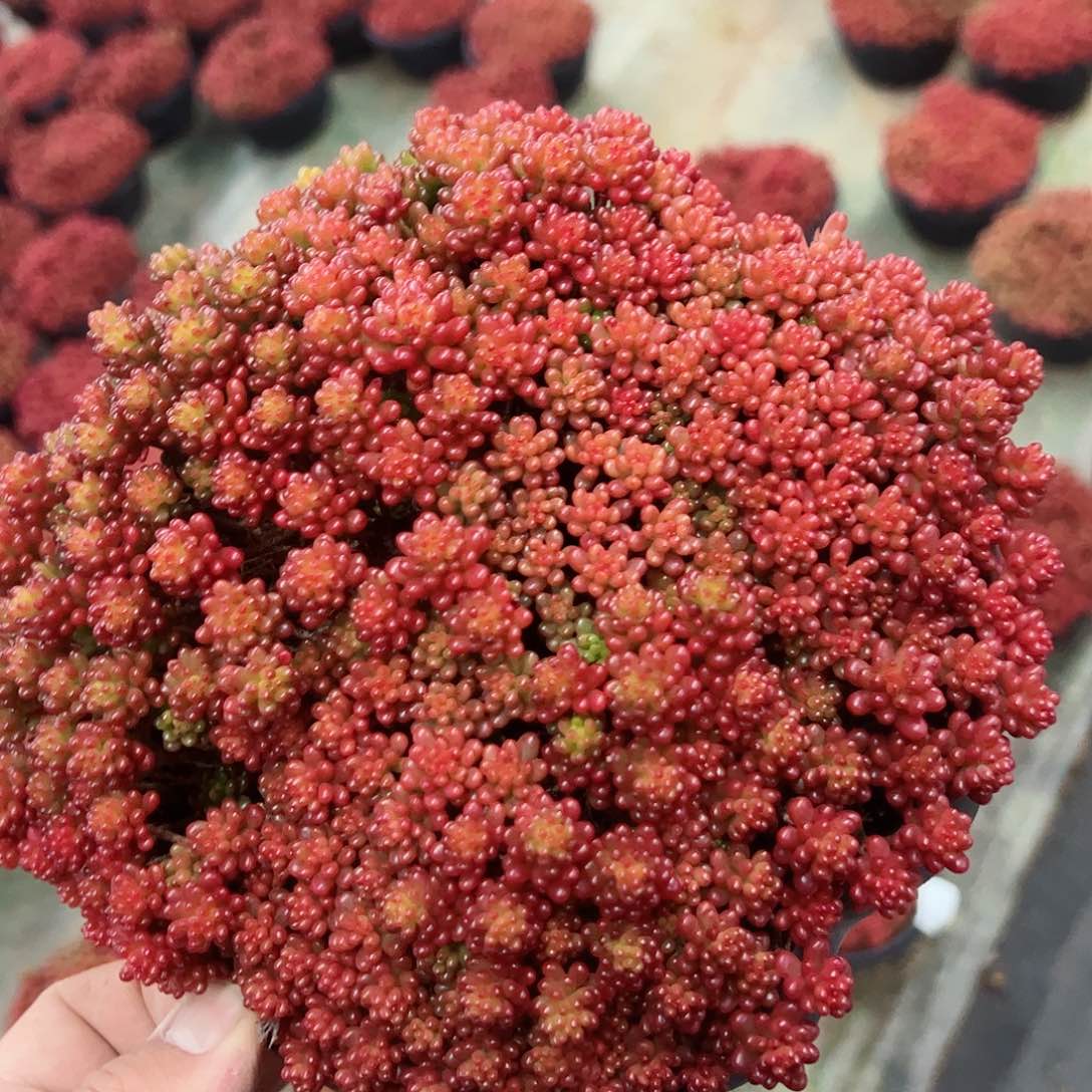 红浆果散装带盆土大盆