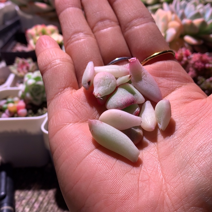 各种叶子覆轮锦福利