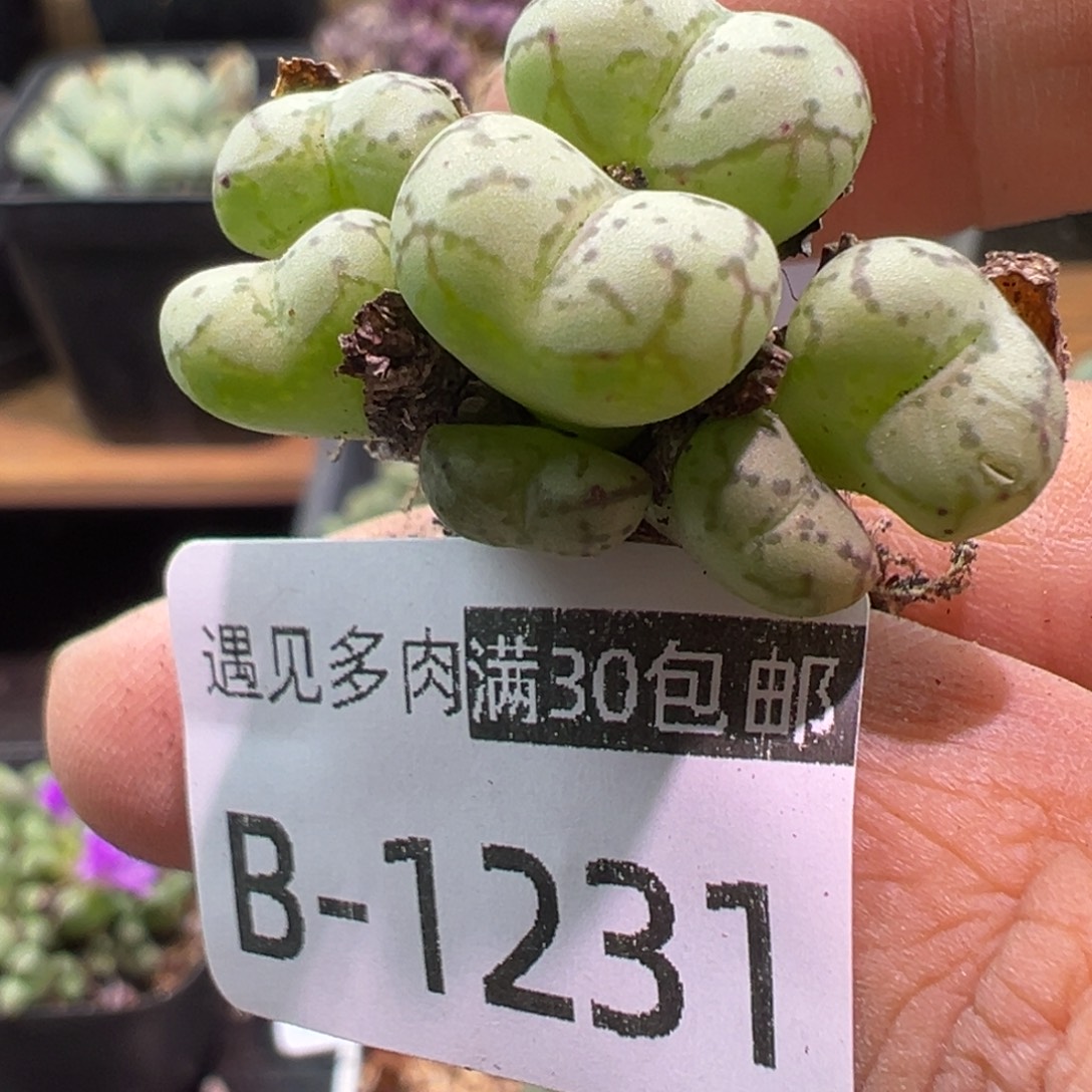 多肉植物11111111111