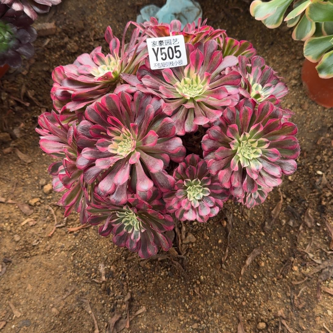 505鸿通白官服25左右2