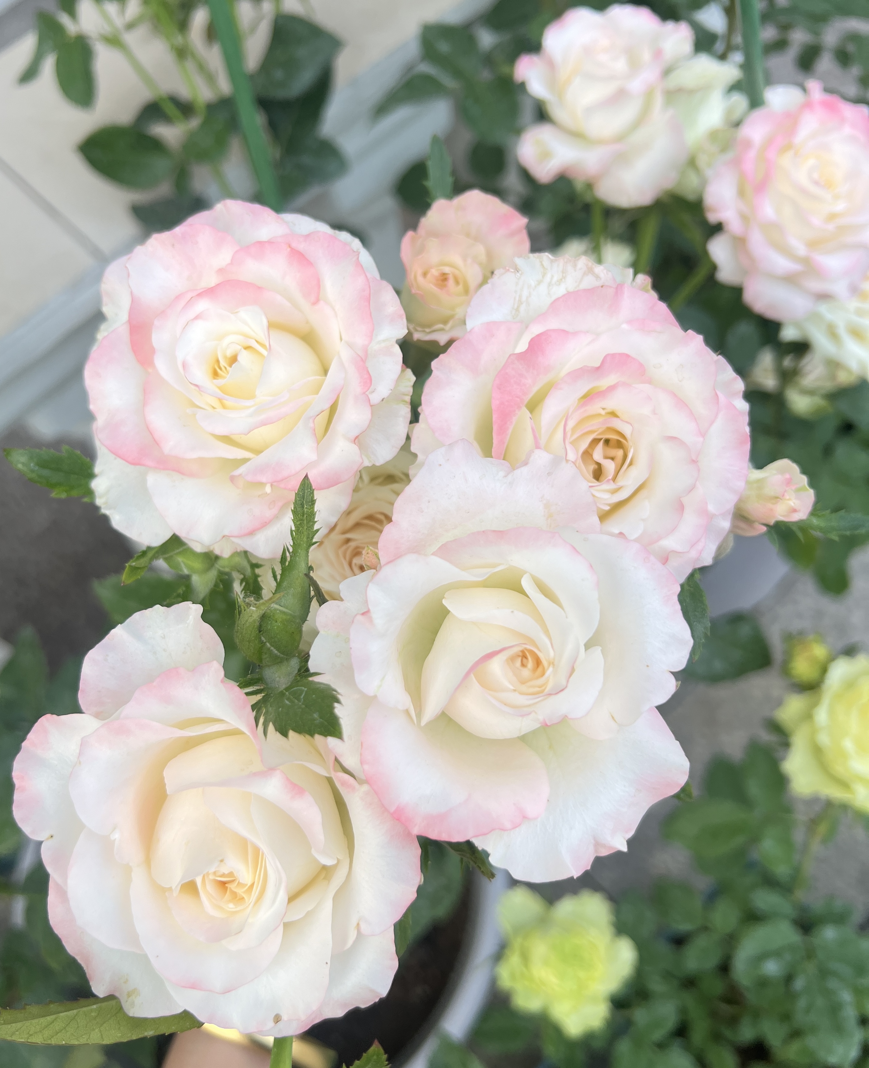 【赫兹】切花月季灌木阳台庭院盆栽勤花四季开花