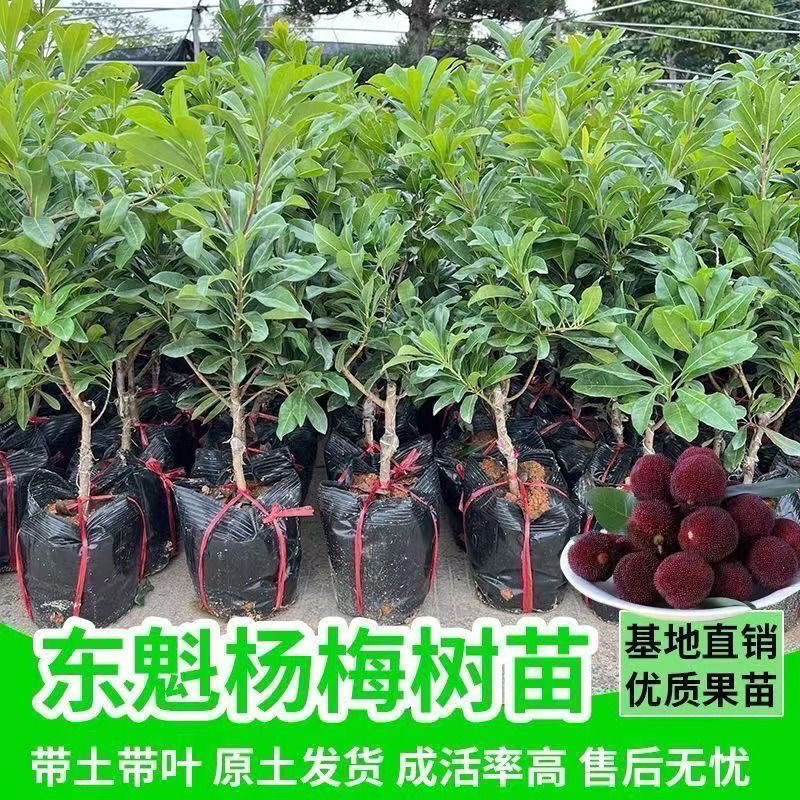 东魁黑炭杨梅树苗1-5年正宗仙居东魁杨梅盆栽种植杯苗带土发货