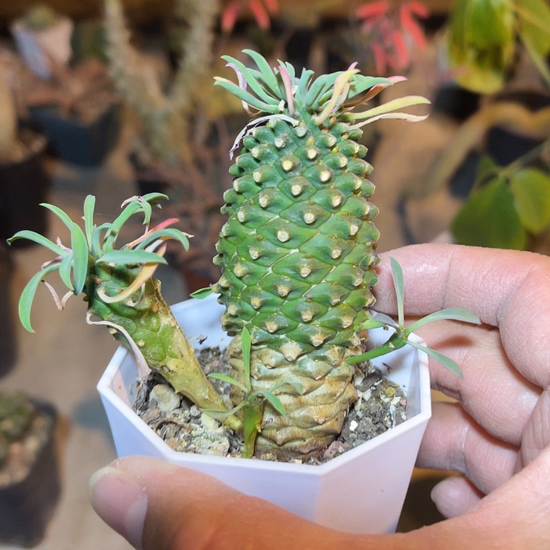 铁甲麒麟一物一拍下单包邮