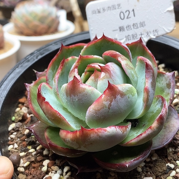 惊鸿仙子单头021