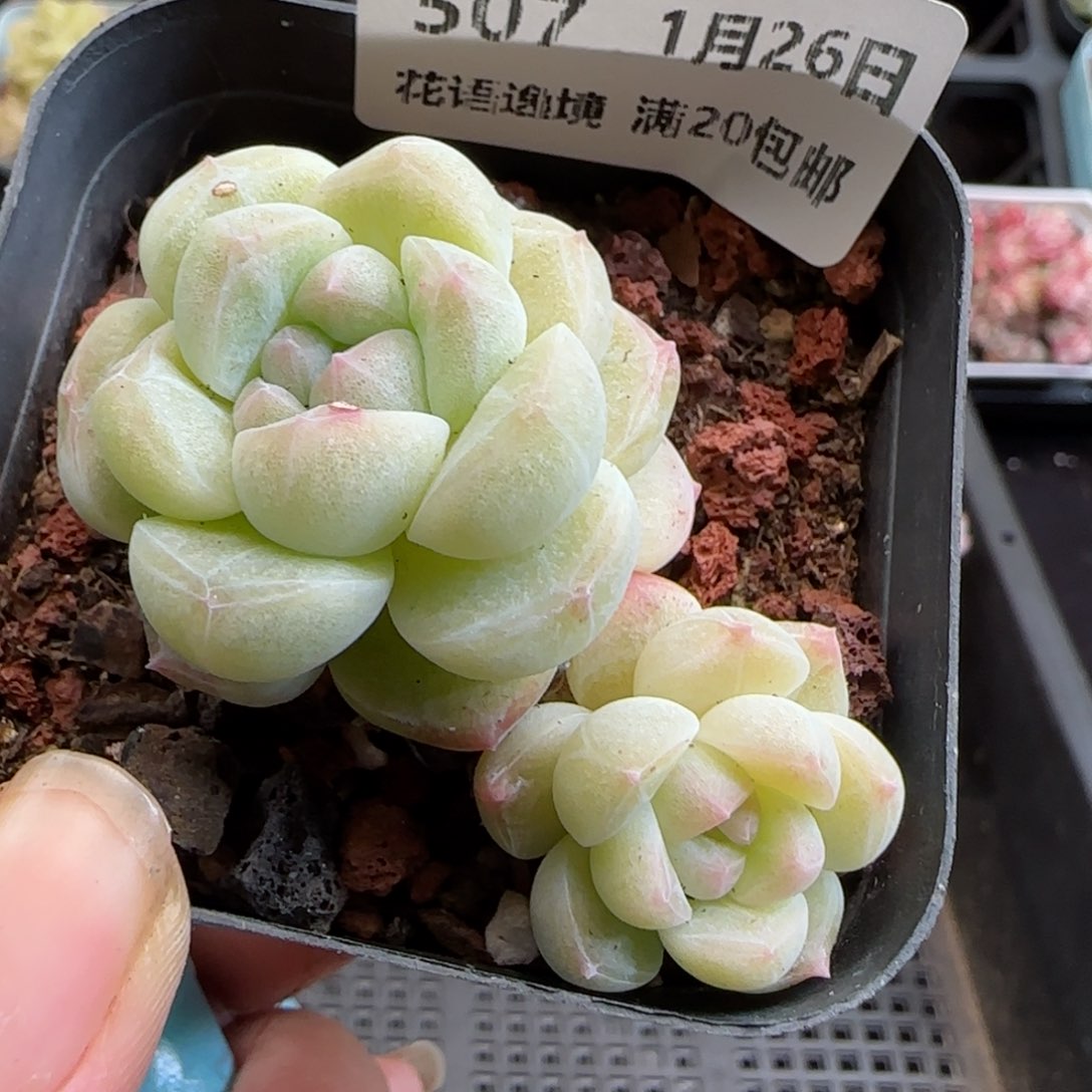 花语逸镜0126-507