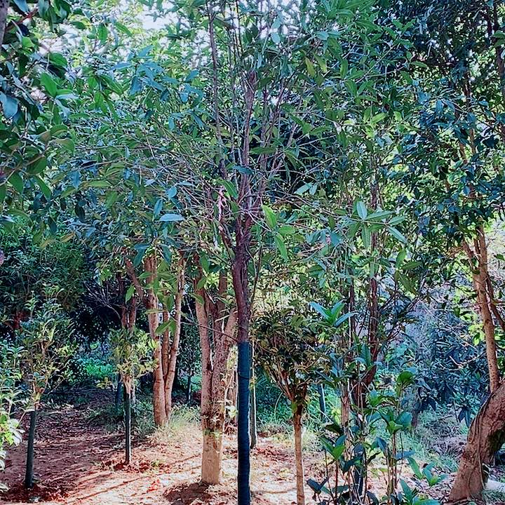 来***9完全开放6左右银桂