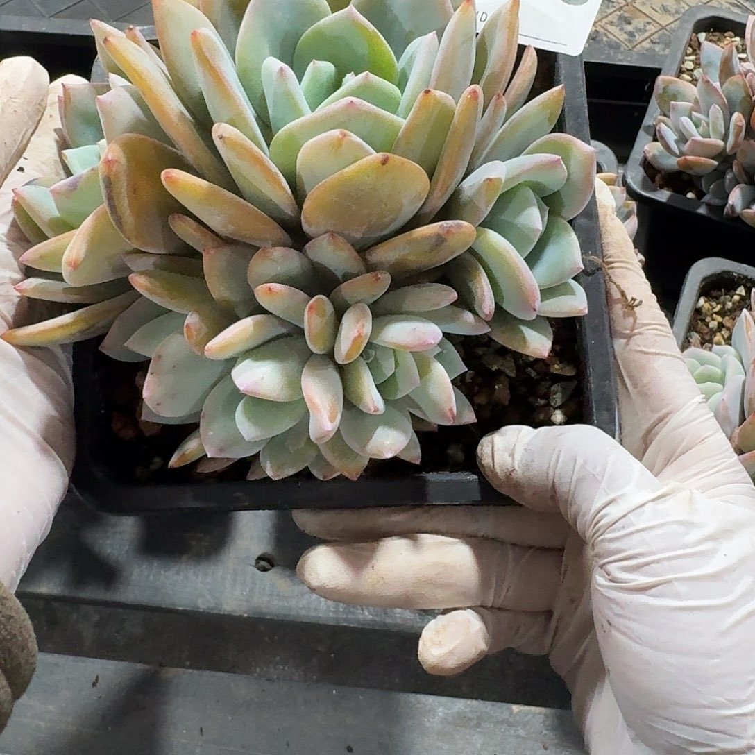 #940 多肉售后范围：签收起7天内