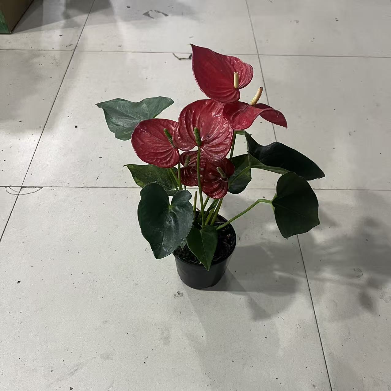 红掌室内盆栽....