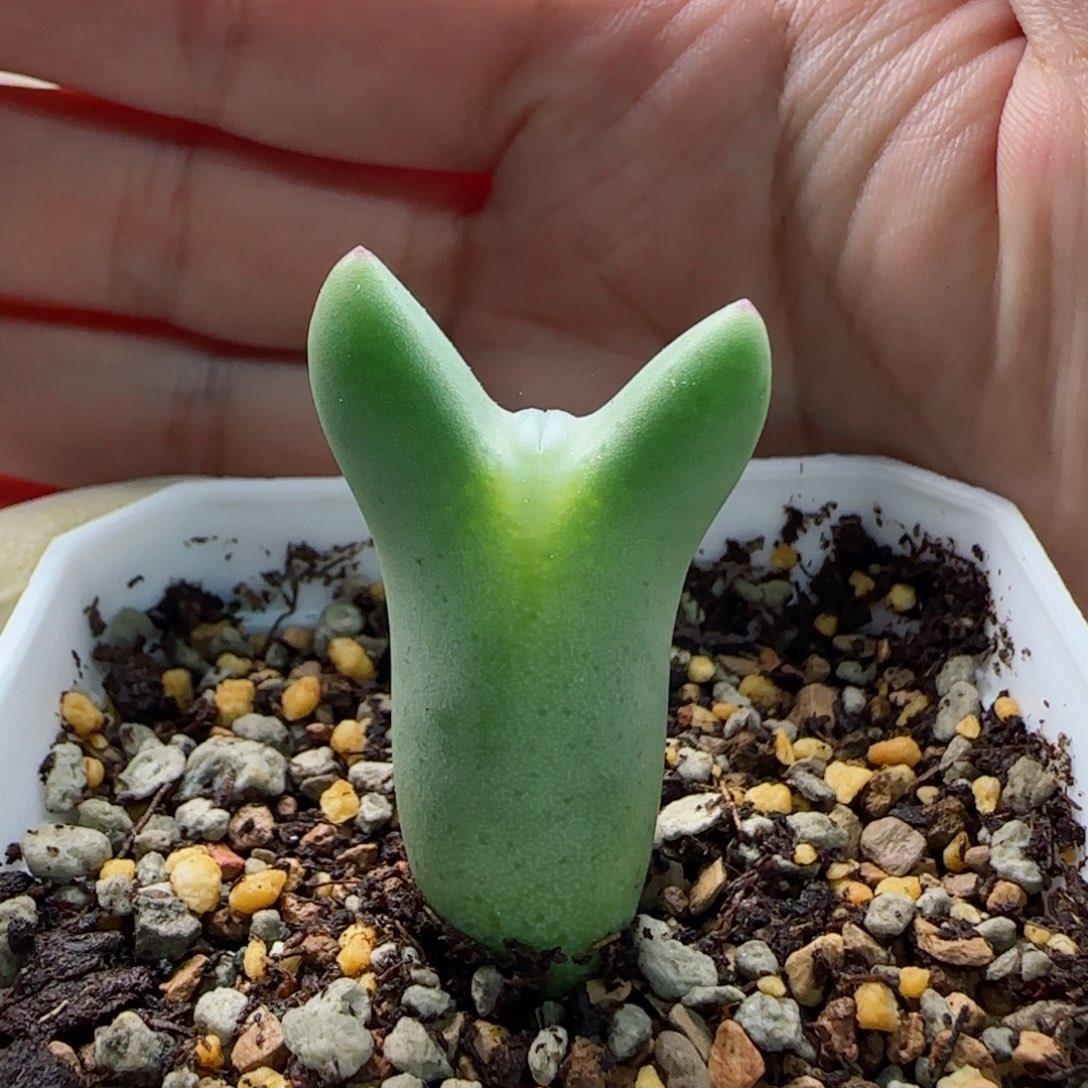 1-21-7-4当天满58包邮嘟嘟嘴皮卡丘多肉脱土