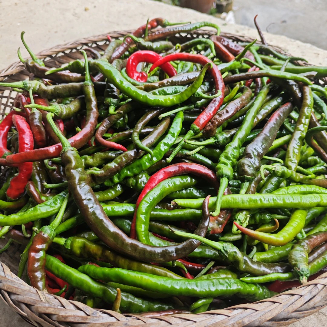【辣椒】湖南湘西高山露天种植特辣螺丝椒新鲜现摘土辣椒