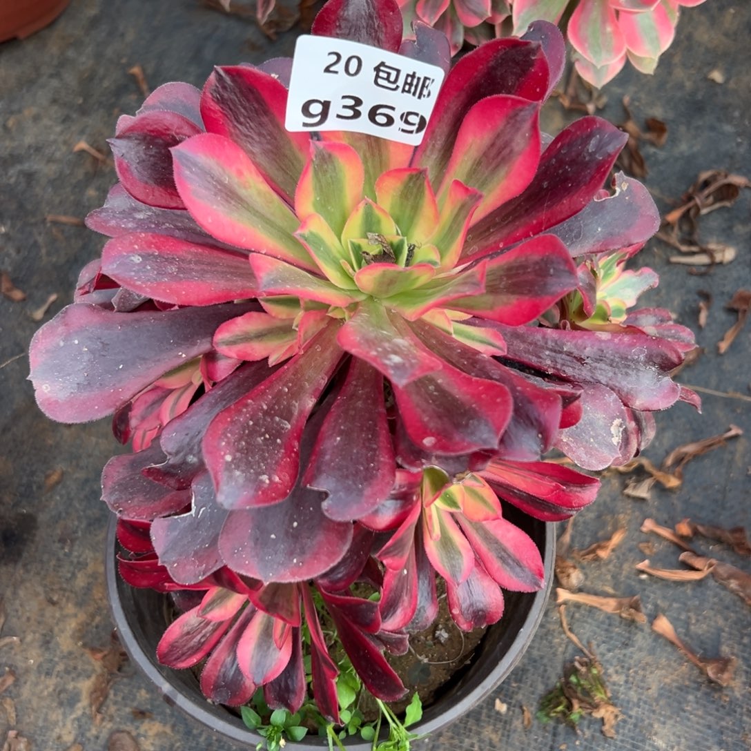 369美杜莎，多肉法师