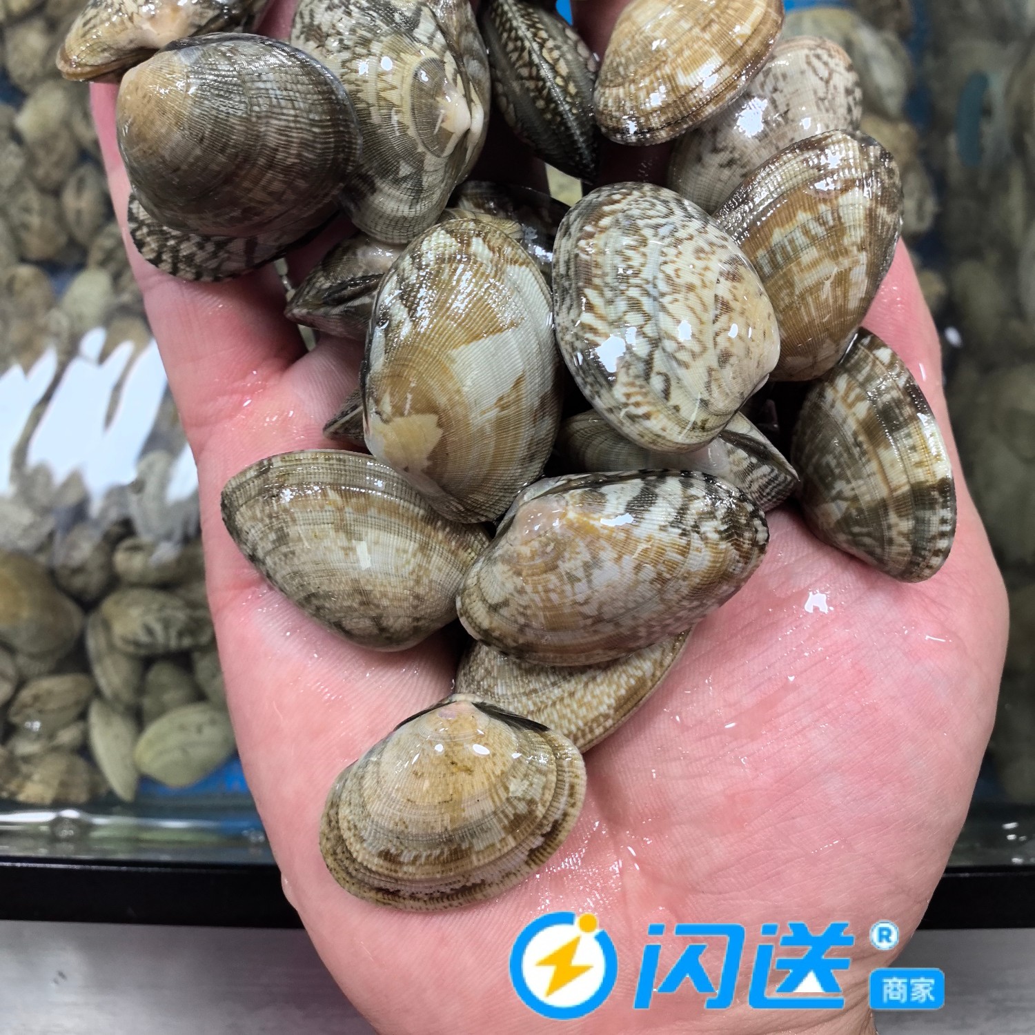 无沙花蛤/500g/肥美无沙、按斤销售