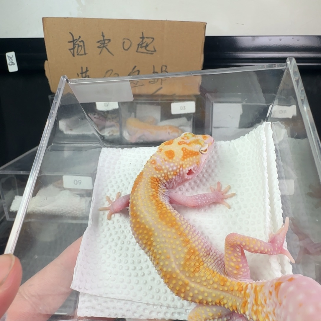 豹纹守宫白黄暴龙妹妹