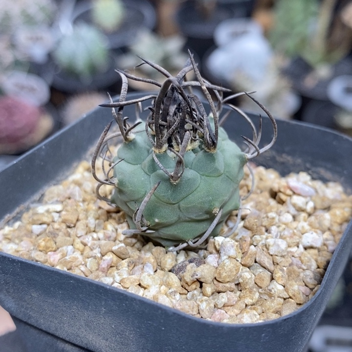 实生升云龙471号2.5cm