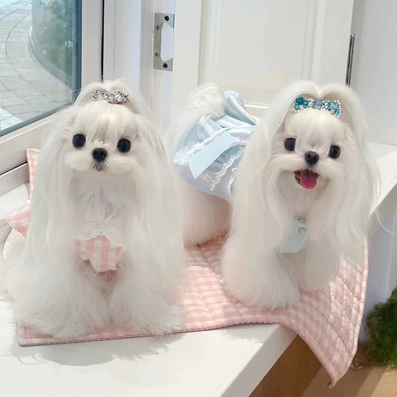 瑶瑶酱32李恒韩版小体约克夏超小体茶杯玛马尔济斯犬西施犬