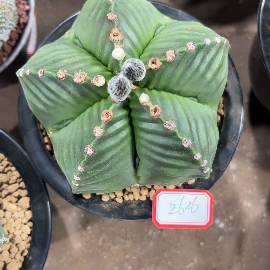 系****实生鸾凤玉一物一拍