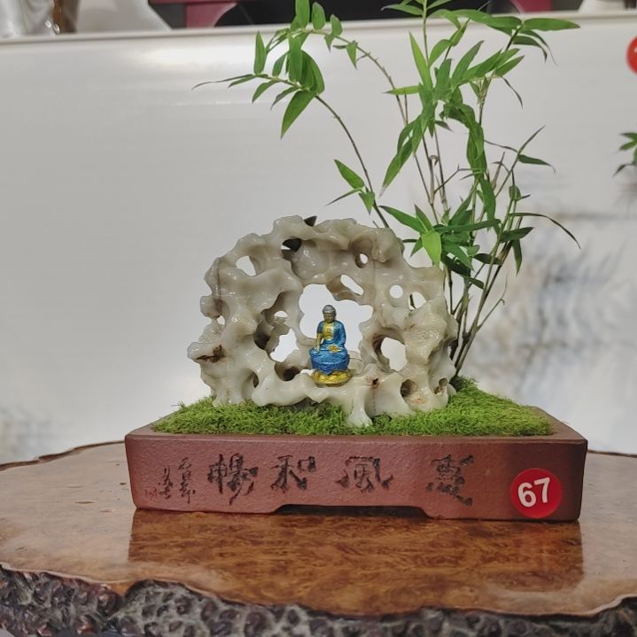 温***新无花朵盆景，凤尾竹，玉玲珑