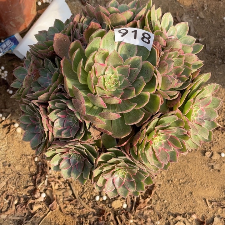 完全开放918对肉植物莲花座