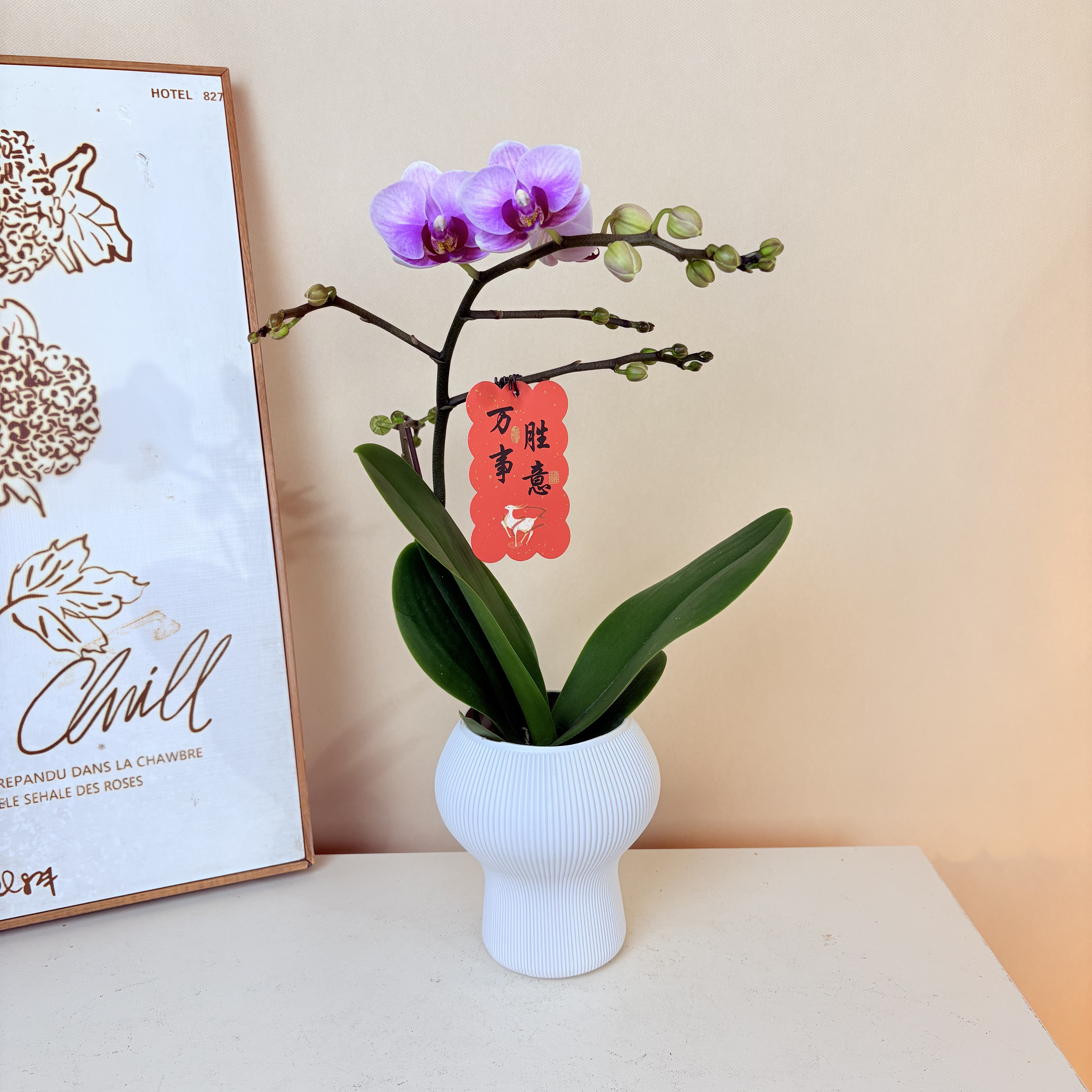 《宝贝》蝴蝶兰  超长待机 新手必入珍珠公主 带花发货 