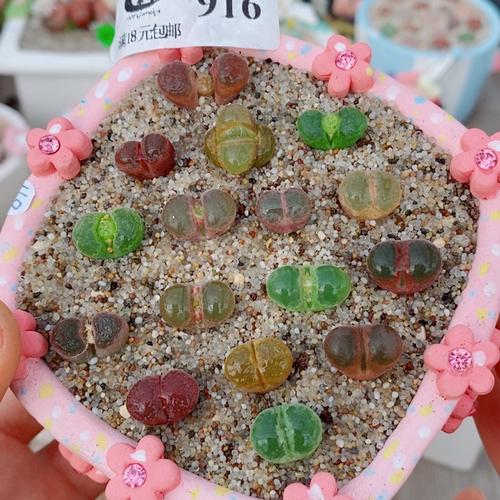 生石花花花花花花花916