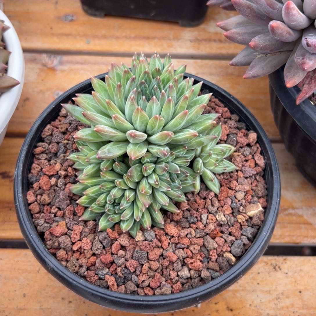 多肉青花瓷美人【非偏远满18包邮】