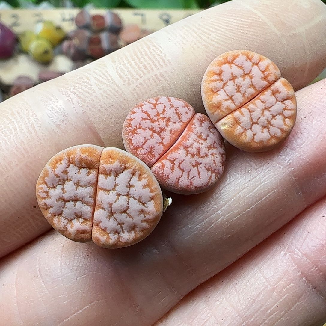 岛田拿铁……………………………………