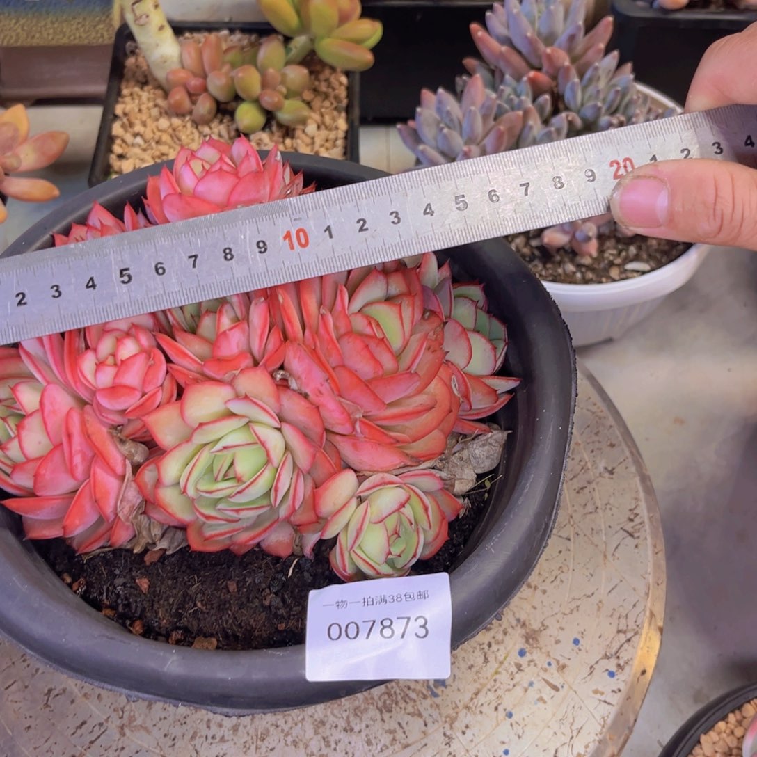 多肉一物一拍7873