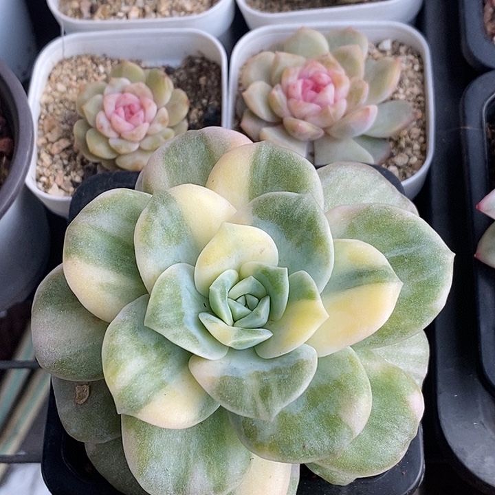 可爱玫瑰花脸腹轮大单头