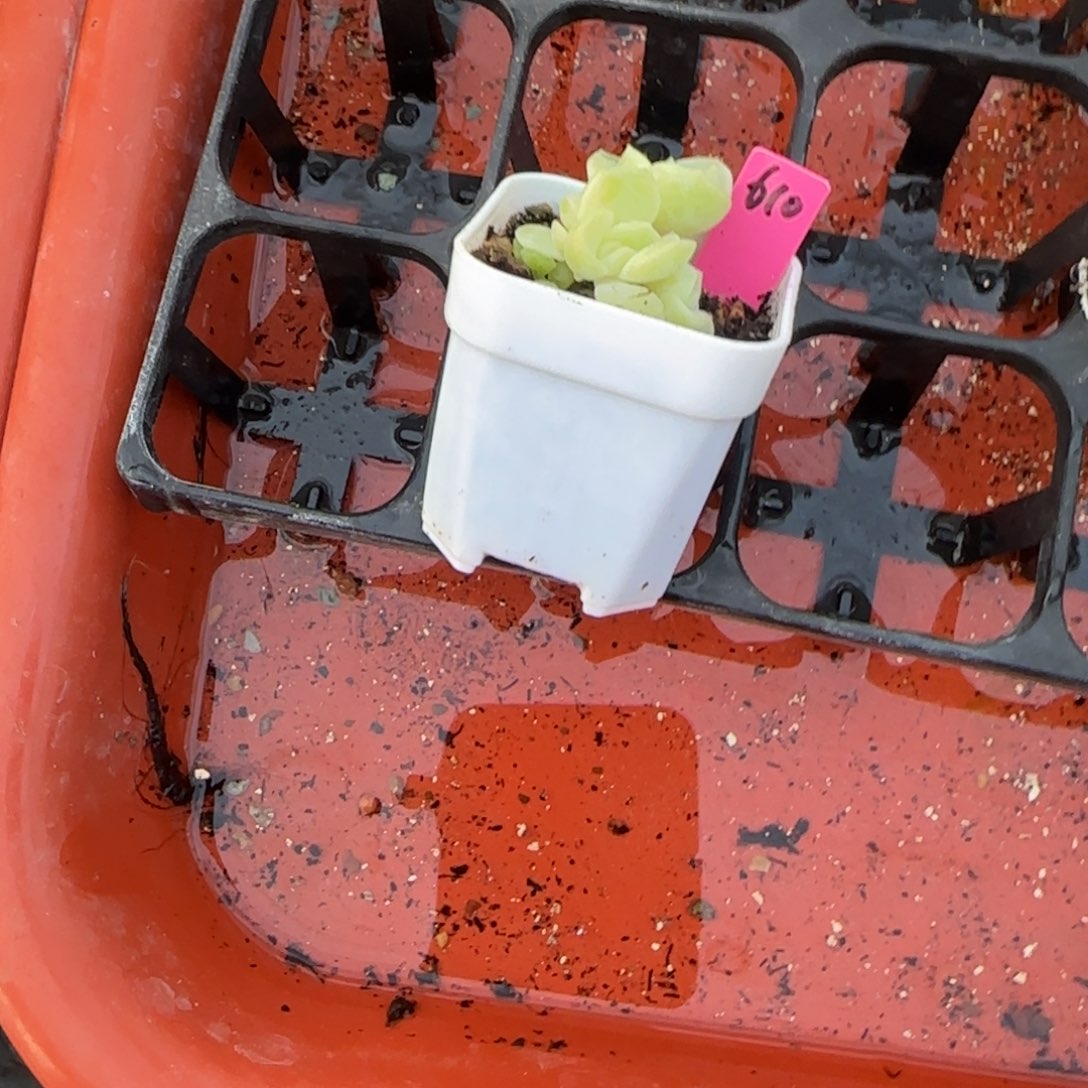 *****610 ，6头一个满25包邮