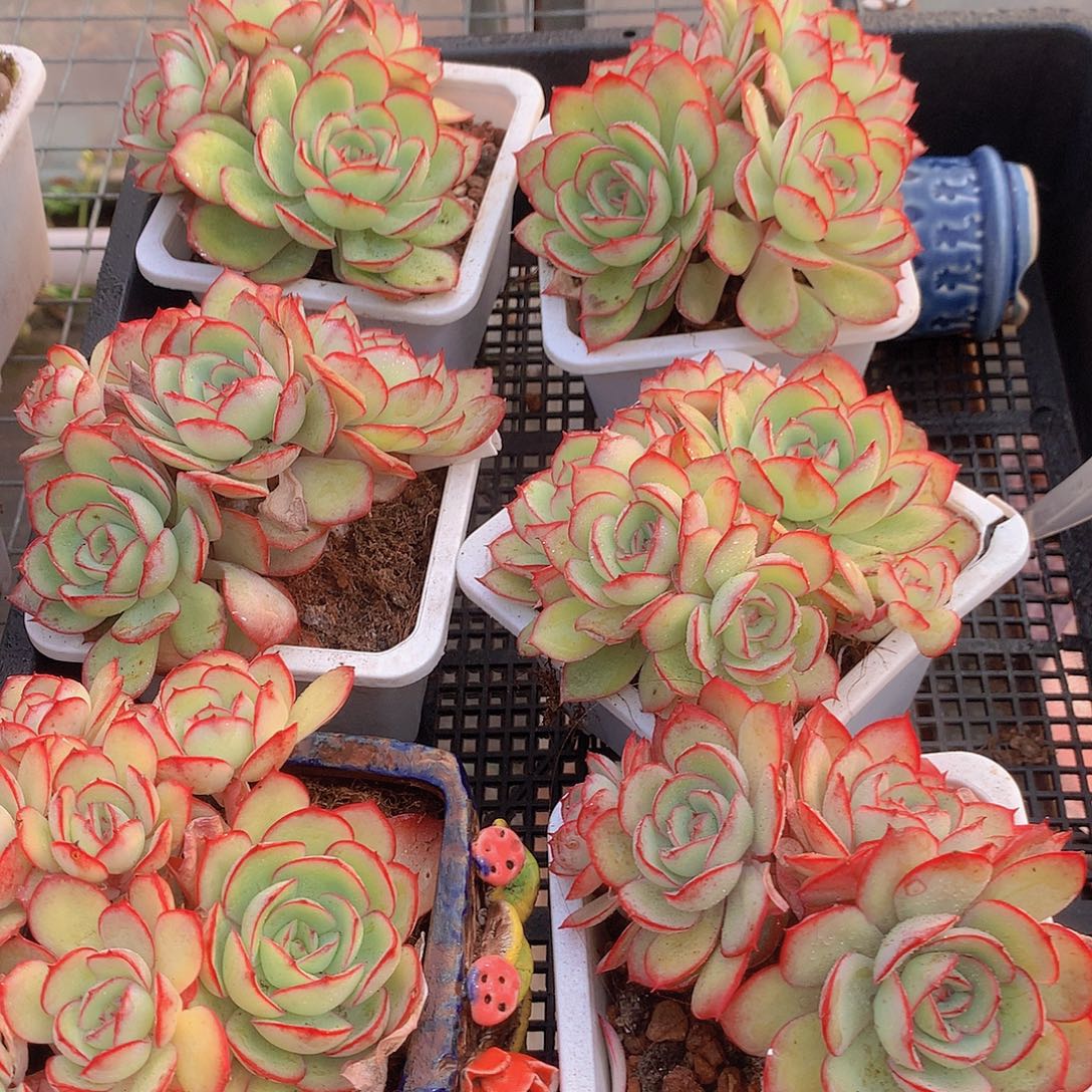 牡丹亭群3567899000000