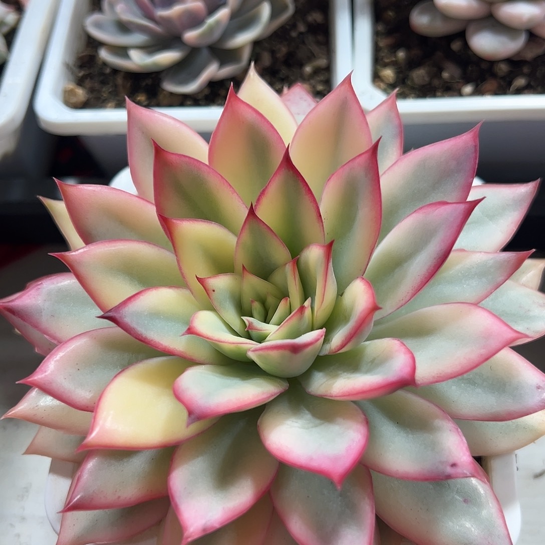 月光女神锦多肉植物