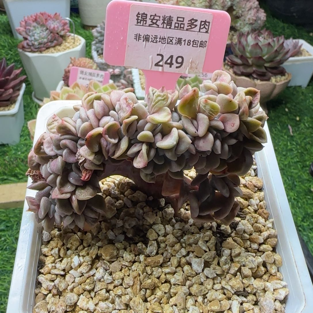 锦安多肉精品植物249