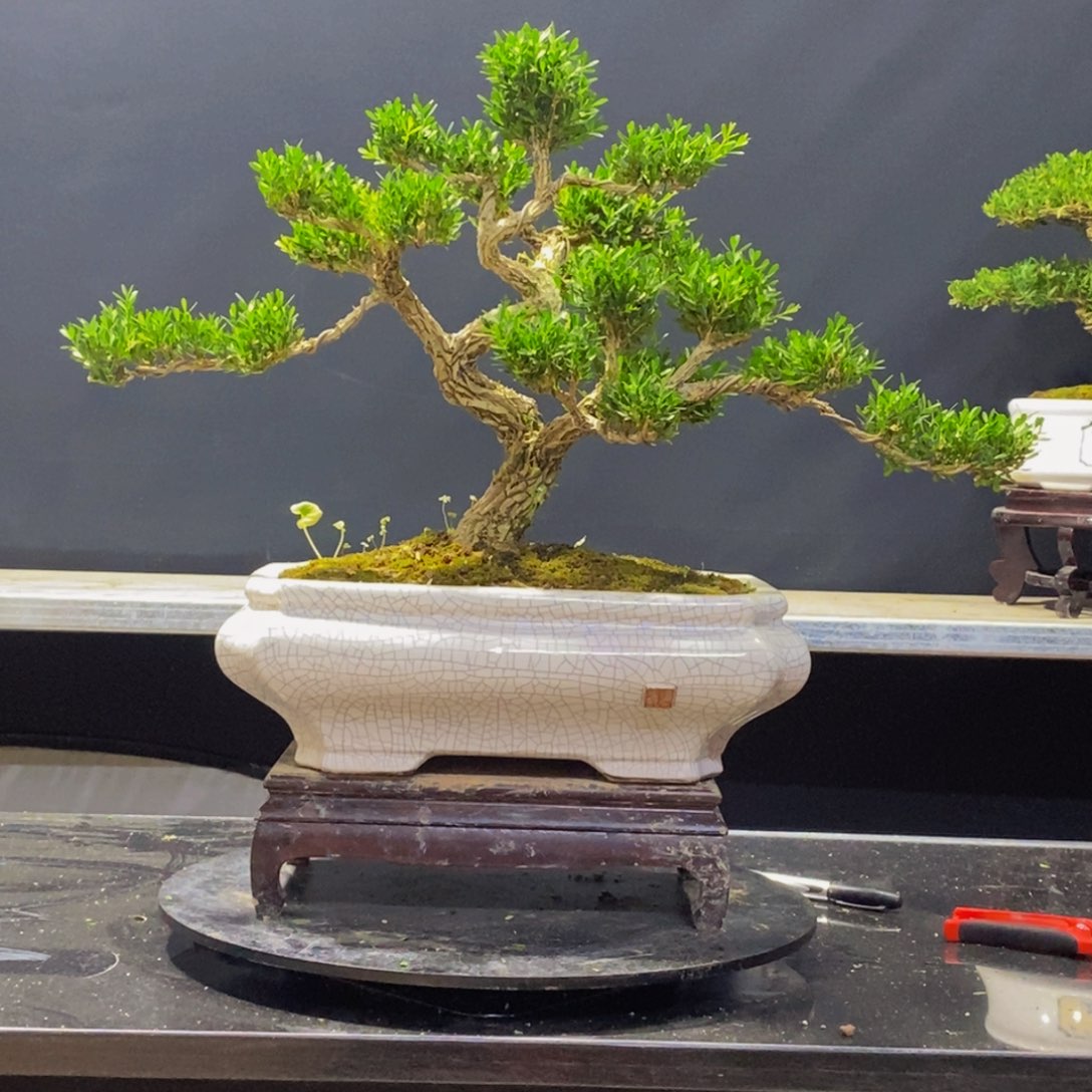 绿植黄杨盆景雀舌软枝