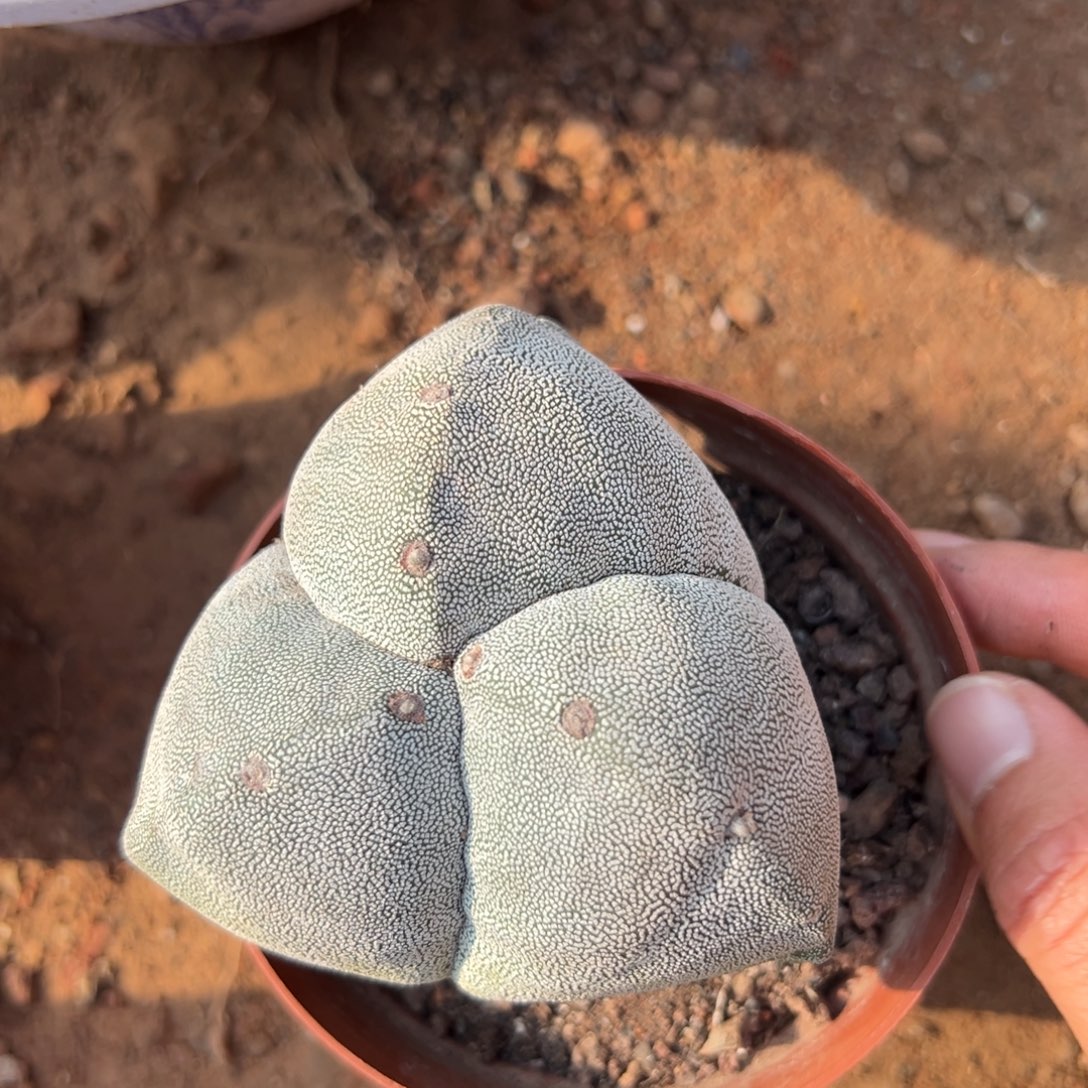 @***猫零零落落 零零落落