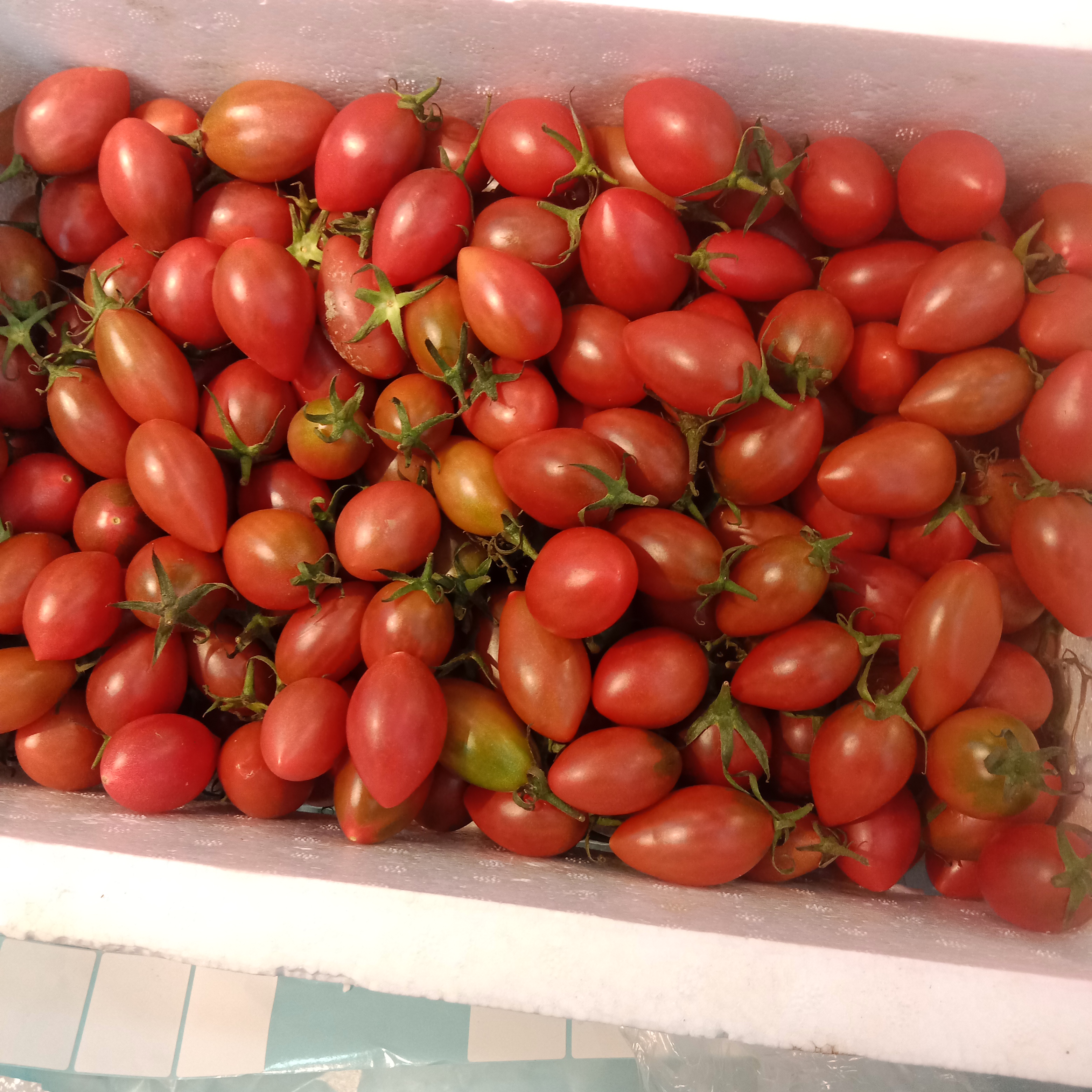 榴莲一个49.9一斤（柿子）