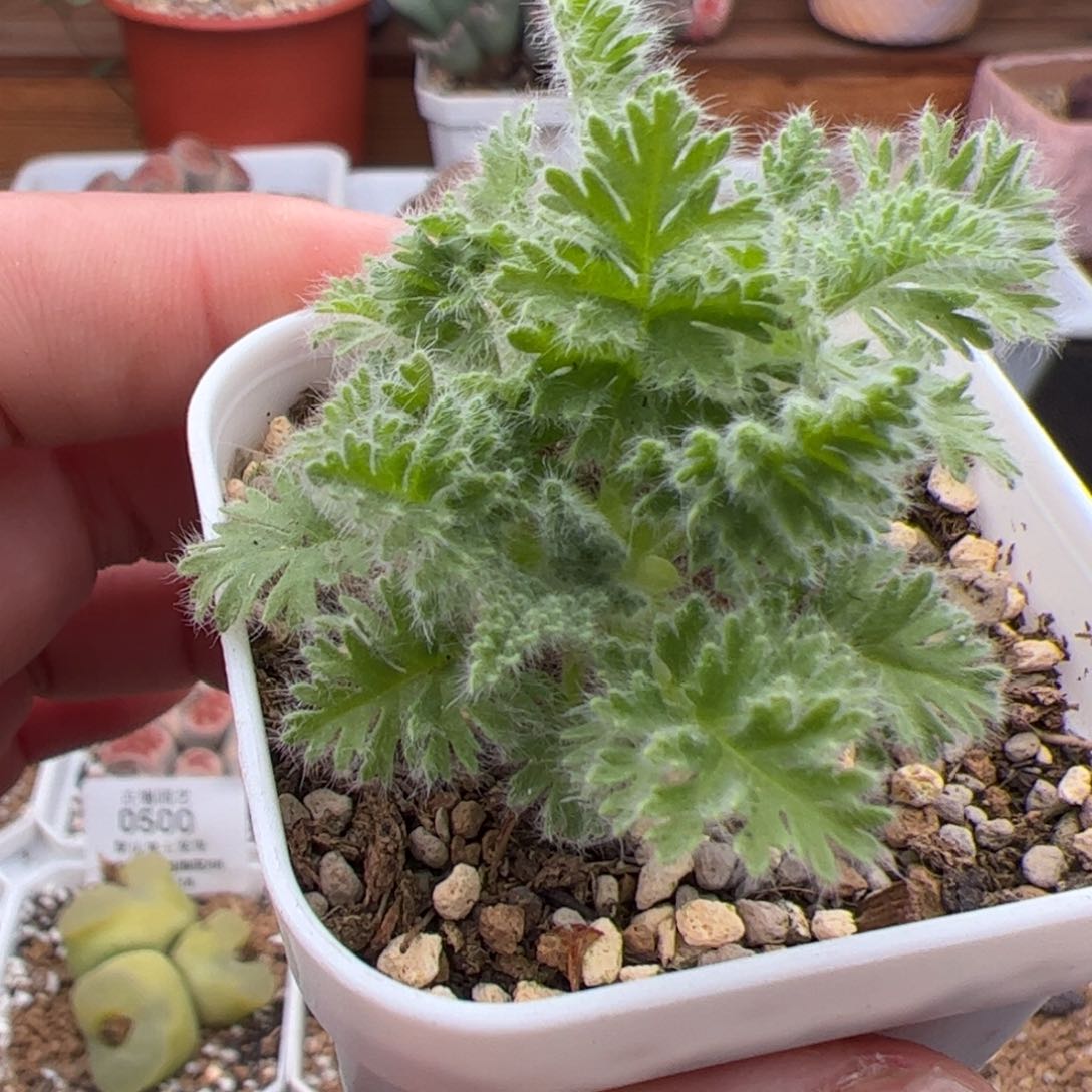 0518号羽叶杨葵 多肉植物