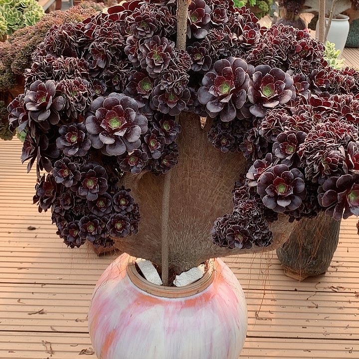 欧朵朵脱土发货啊